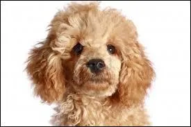 De quel fruit ce caniche porte-t-il le nom ?