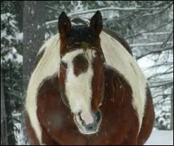 Si une jument est en dbut de gestation et qu'elle est trop ge pour avoir sa congnitale, que peut-il y avoir ?