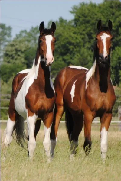 Quelle sorte de robe pie n'existe pas ?