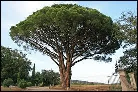 Quel est ce rsineux ?