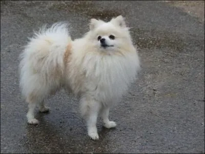 Quelle est la race du chien de la photo ?