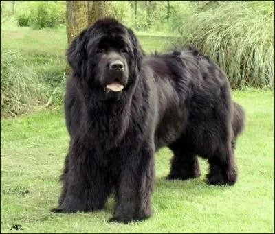 Quelle est la race du chien de la photo ?