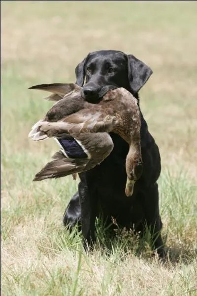 Quelle est la race du chien de la photo ?