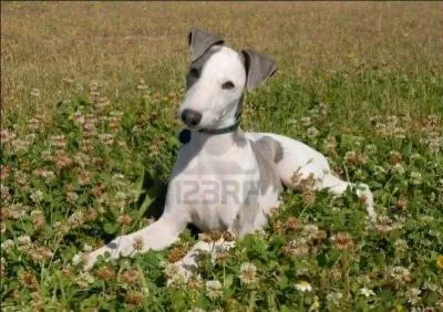Quelle est la race du chien de la photo ?