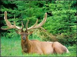 Le mot commence par : Ver ...