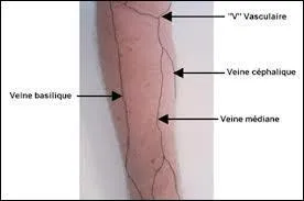 Le mot commence par : Ver ...