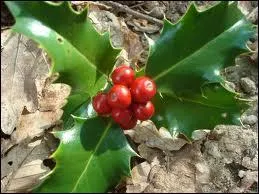 Le mot commence par : Ver ...