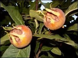 Il est  de maison  dans Harry Potter. A celles qui composent son nom, pour pouvoir crire celui de ce fruit, quelle lettre faut-il ajouter ?