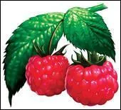 Qu'est-ce que c'est ?