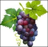 Qu'est-ce que c'est ?