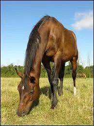 Laquelle de ces races est reprsente sur la photo ?