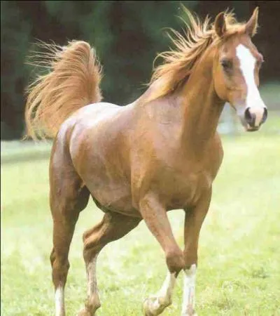 Le pansage se fait dans un ordre obligatoire :