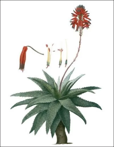 Redout n'a pas craint de le peindre, est-ce :