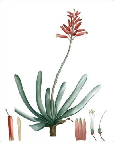 Malgr son nom, il est rarement utilis  cette fin, quel est son nom ?