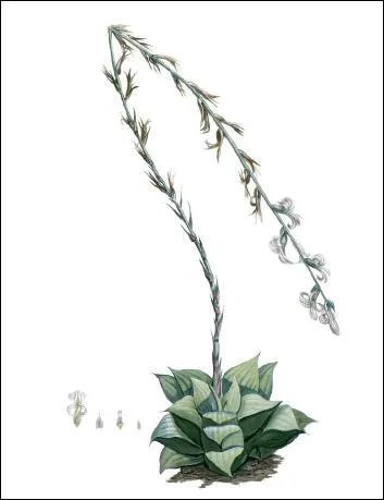 Avez vous reconnu celui-ci ? C'est un dormeur