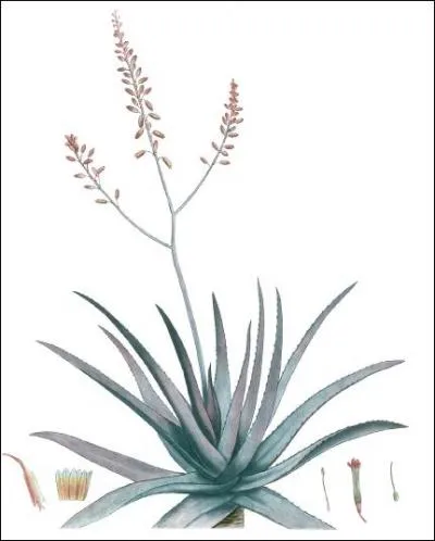 Son nom voque une pierre prcieuse :