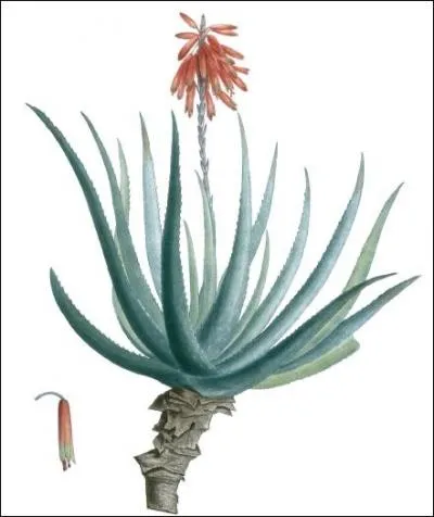 Est-il aussi doux que son nom l'indique ?