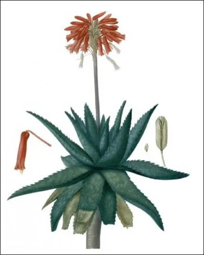 Son nom voque sa forme :