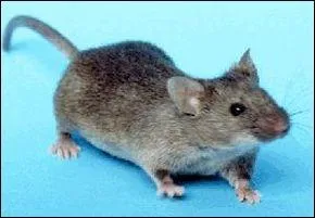 J'habite chez Lonard, mon gnie prfr. Qui suis-je ?