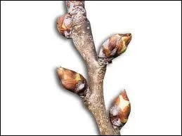  J'pensais les arbres bourgeonnent...  