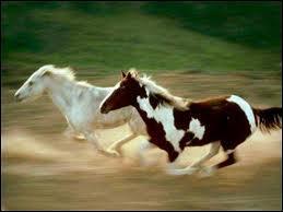 Jusqu' quelle vitesse peut aller un cheval sauvage ?