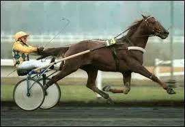 Quel cheval participe aux courses de trot ?