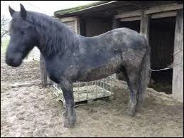 Comment appelle-t-on le nettoyage du cheval ?