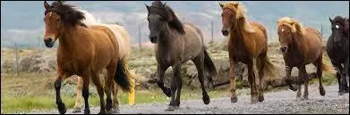 Combien existe-t-il d'allures principales chez le cheval ?