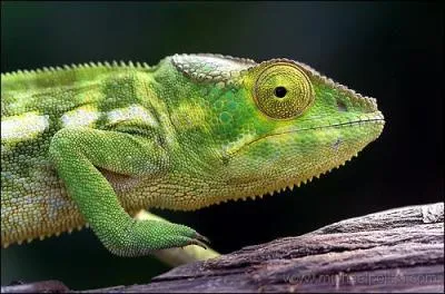 Quel est le nom de l'animal qui change de couleur selon l'endroit o� il se trouve ?