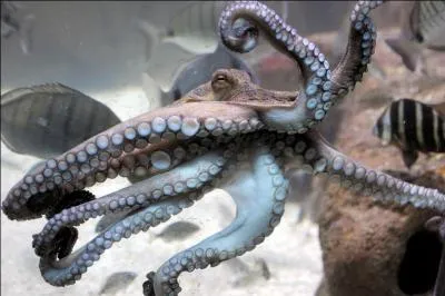 Il existe un nom pour l'tude du comportement et de l'intelligence des animaux, il s'agit ...