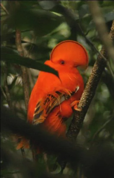 D'aprs vous, quel est cet oiseau ?