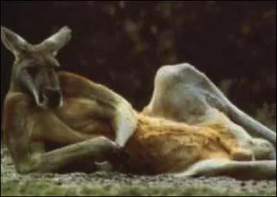 Bien entendu vous reconnaissez le kangourou d'Australie, il en existe plusieurs espces, dont une moins connue que les autres !