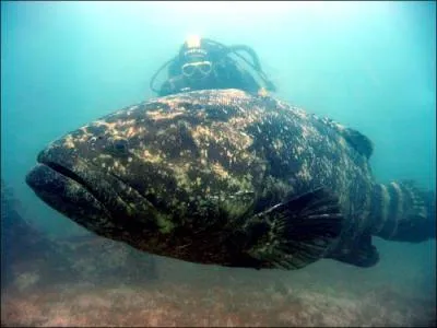 Quelle est la particularit d'un mrou ?