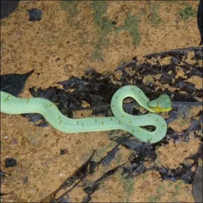 Ce serpent est un Jacquot d'Amrique, il est arboricole, mais d'autres espces ...