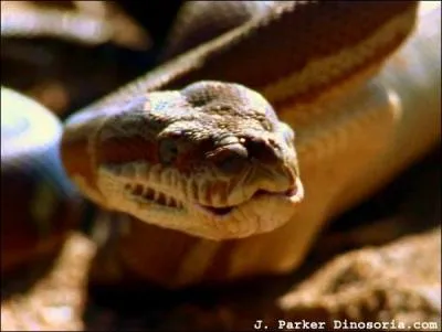 Il existe un python dont le nom a un air de famille avec l'auteur de ce quiz !