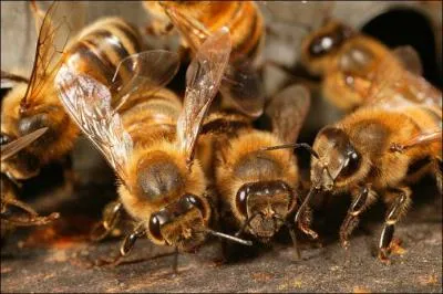 Chez les abeilles, la majorit des espces ...