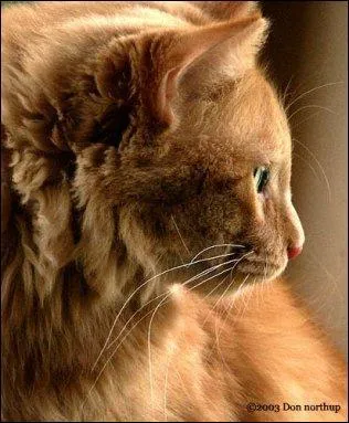 Combien a-t-il eu de petits ?