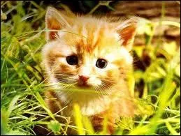 Qui est Poil d'cureuil ?