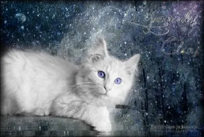 Quel est le nom de guerrier de Nuage de Neige ?