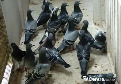 Des pigeons, pris au pige dans un btiment  Limoges, ont fait tomber un objet sur la tte d'un livreur en tentant de s'chapper, mi-juillet. Il s'agit de :