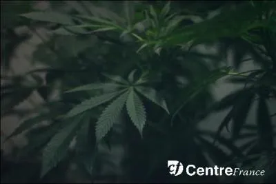 Des plants de cannabis ont t saisis chez un ducateur de la ville de Brive dbut juillet. Il en avait en tout :