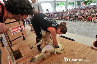 Tondre  perdre haleine. a aurait pu tre le sous-titre du concours international de tonte. O s'est-il droul dbut juillet ?