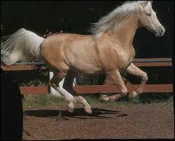Quelle est cette position au galop ?