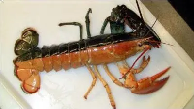 Ce homard a t sauv de la bouillotte grce  sa pigmentation exceptionnelle et ensorcelante. D'o provient-il ?