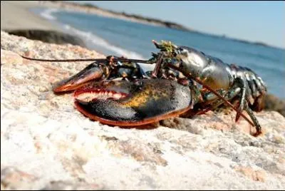 Le homard a t jusqu' rcemment considr, dans certaines parties de l'Atlantique Nord, comme aux les de la Madeleine, un aliment pour...