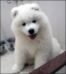 Comment se nomme le chien de la famille d'Andrew ?