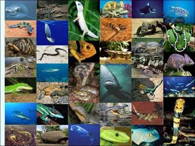 Quel tre vivant tue le plus ?