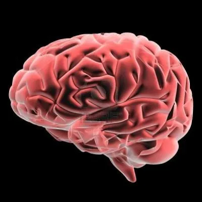 Ce quiz vous a ... le cerveau.