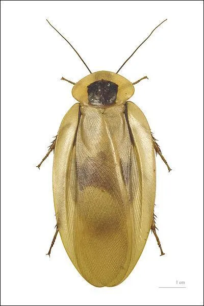 Quelle est la sous-classe biologique d'une blatte ?