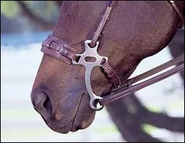 Quelle est le nom donn  cette bride?